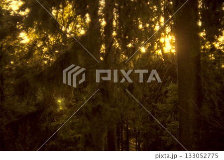 sunlight through the trees 133052775