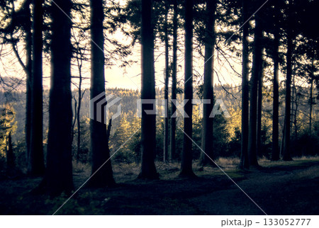 sunrise in the forest 133052777