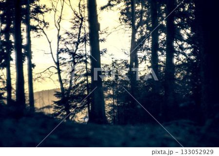 forest in the night 133052929