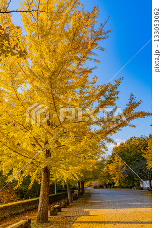 【埼玉県】秩父ミューズパーク　黄葉したイチョウ並木 133053062