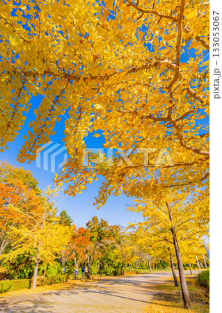 【埼玉県】秩父ミューズパーク　黄葉したイチョウ並木 133053067