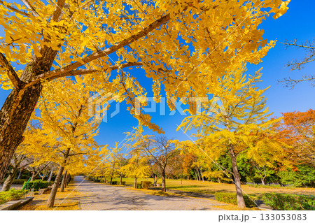 【埼玉県】秩父ミューズパーク 黄葉したイチョウ並木 【埼玉県】秩父ミューズパーク 黄葉したイチョウ並木 133053083