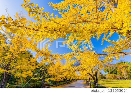 【埼玉県】秩父ミューズパーク　黄葉したイチョウ並木 133053094