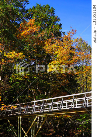 赤沢自然休養林の紅葉 赤沢自然休養林の紅葉 133053104