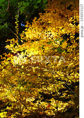 赤沢自然休養林の紅葉 赤沢自然休養林の紅葉 133053127