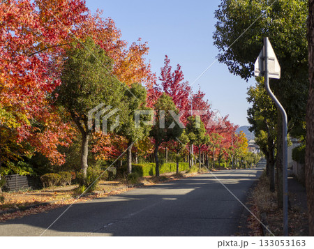 鮮やかな紅葉の並木 133053163