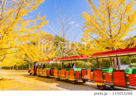 【埼玉県】秩父ミューズパーク　黄葉したイチョウ並木を走るスカイトレイン 133053266