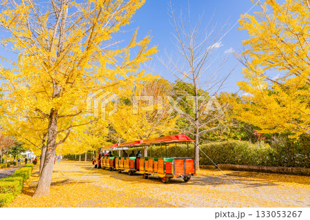 【埼玉県】秩父ミューズパーク 黄葉したイチョウ並木を走るスカイトレイン 【埼玉県】秩父ミューズパーク 黄葉したイチョウ並木を走るスカイトレイン 133053267