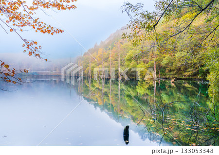 夜明け前の自然湖の水面に映る紅葉 夜明け前の自然湖の水面に映る紅葉 133053348