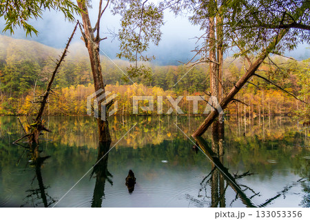 夜明け前の自然湖の水面に映る紅葉 133053356