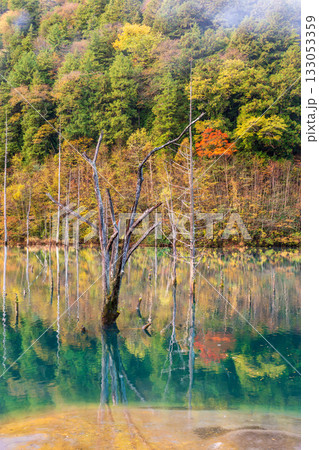 夜明け前の自然湖の水面に映る紅葉 夜明け前の自然湖の水面に映る紅葉 133053359