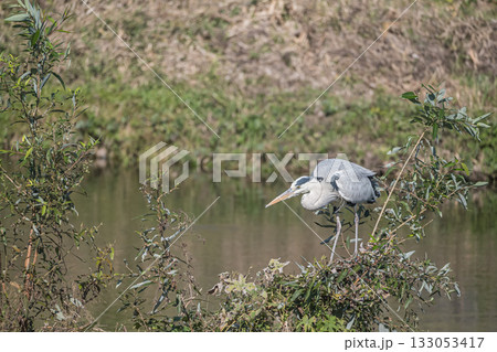 アオサギ　京都市鴨川 133053417