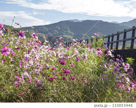 山里に揺れる秋桜の風 山里に揺れる秋桜の風 133053448