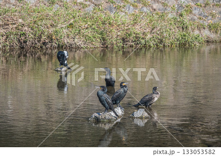 カワウ 京都市鴨川 カワウ 京都市鴨川 133053582