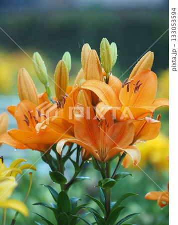 美しいユリの花 133053594