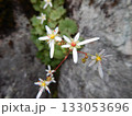 岩稜に咲く小さい花 133053696