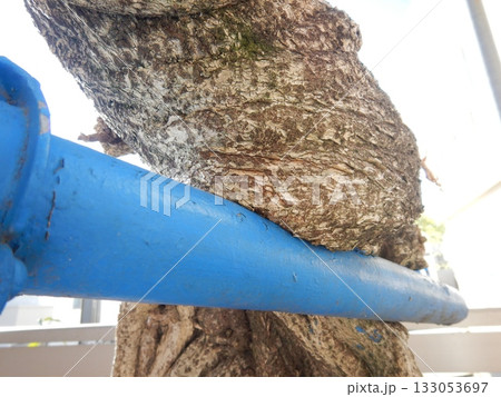 支柱に食い込んだ藤の幹 133053697