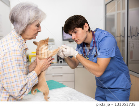 Mature woman owner chihuahua dog holds puppy and helps guy veterinarian of clinic to inspect animal 133053739