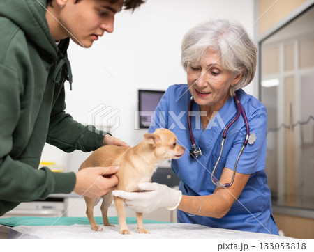 Smiling elderly female veterinarian examining Chihuahua at veterinary clinic Smiling elderly female veterinarian examining Chihuahua at veterinary clinic 133053818