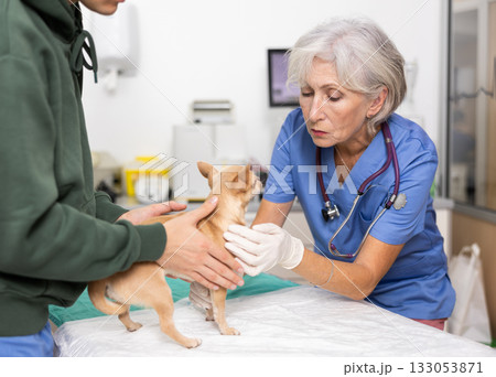 Experienced female veterinarian conducting examination of chihuahua at veterinary clinic Experienced female veterinarian conducting examination of chihuahua at veterinary clinic 133053871
