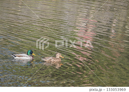 鴨川を泳ぐマガモのつがい 京都市鴨川 鴨川を泳ぐマガモのつがい 京都市鴨川 133053969