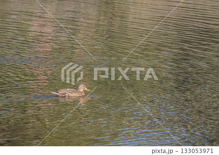 鴨川を泳ぐマガモ（メス）　京都市鴨川 133053971