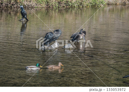 鴨川を泳ぐマガモのつがいとカワウ 京都市鴨川 鴨川を泳ぐマガモのつがいとカワウ 京都市鴨川 133053972