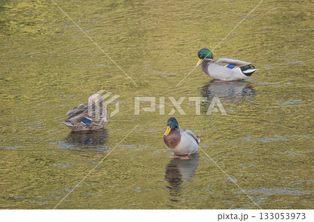 鴨川のマガモ　京都市鴨川 133053973