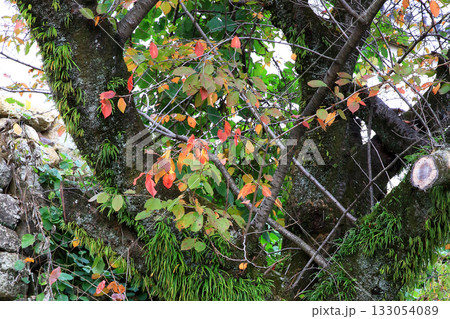 姫路城 紅葉 姫路城 紅葉 133054089