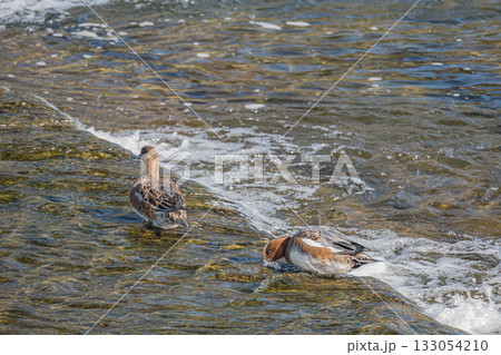 鴨川で餌探しするヒドリガモ　京都市 133054210