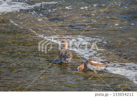 鴨川で餌探しするヒドリガモ　京都市 133054211