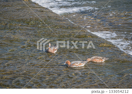 鴨川で餌探しするヒドリガモ　京都市 133054212