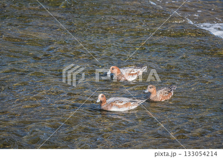 鴨川のヒドリガモ　京都市 133054214
