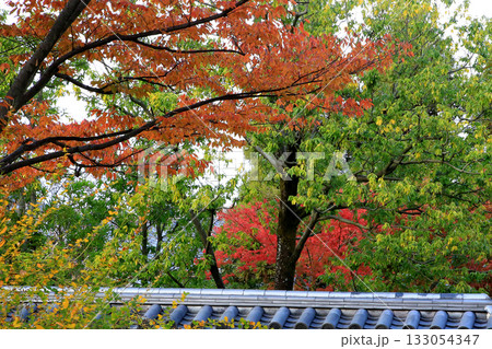 姫路城好古園 兵庫県 姫路城好古園 兵庫県 133054347