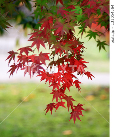 姫路城好古園 兵庫県 姫路城好古園 兵庫県 133054364