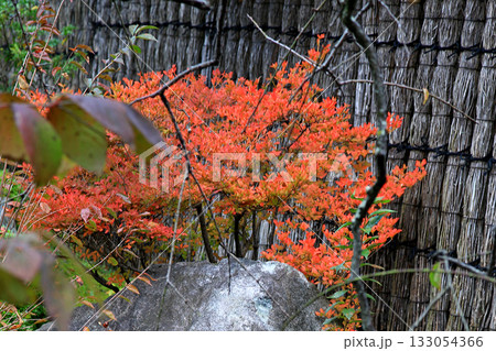 姫路城好古園　兵庫県 133054366