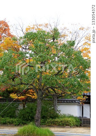姫路城好古園 兵庫県 姫路城好古園 兵庫県 133054372
