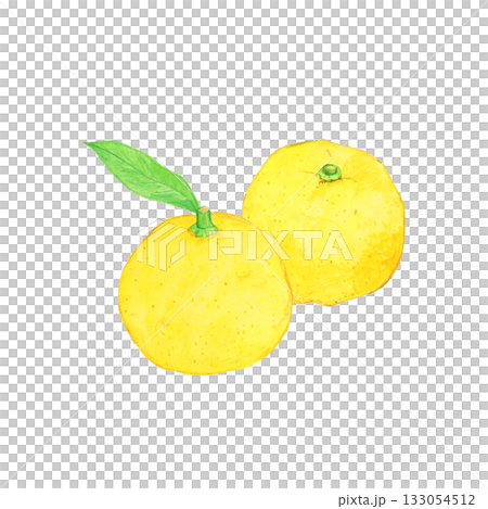 手描き水彩の柚子イラスト(葉付き・葉なし) 手描き水彩の柚子イラスト(葉付き・葉なし) 133054512