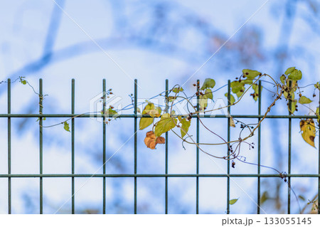 美しい葉っぱ 133055145