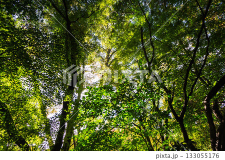 美しい葉っぱ 133055176