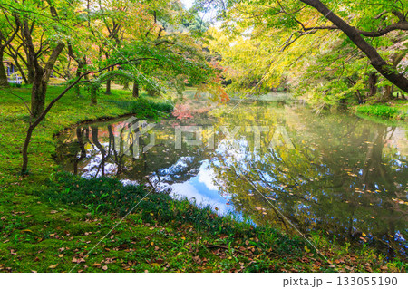 美しい葉っぱ 133055190