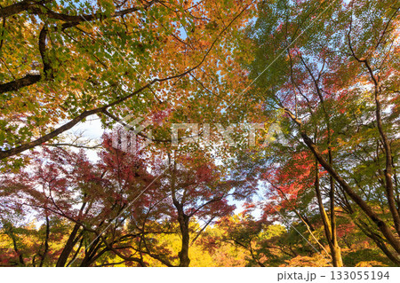 美しい葉っぱ 133055194