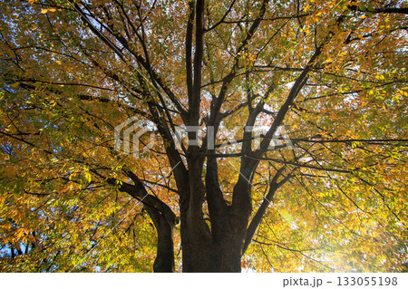 美しい葉っぱ 133055198