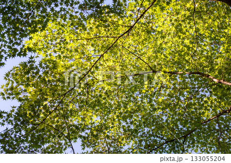 美しい葉っぱ 133055204