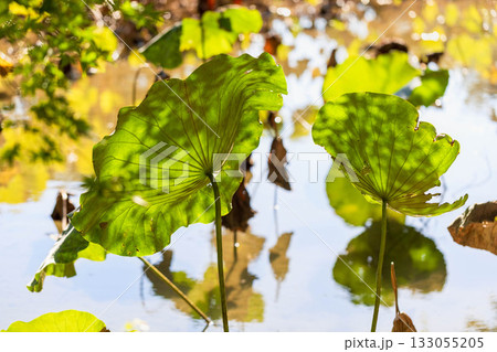 美しい葉っぱ 133055205