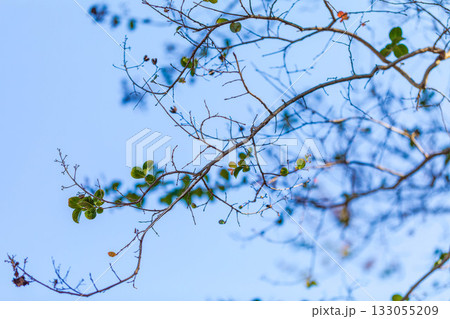 美しい葉っぱ 133055209