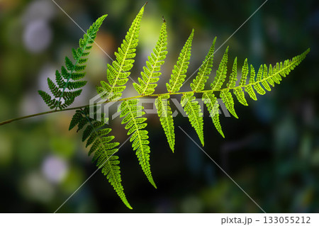 美しい葉っぱ 133055212