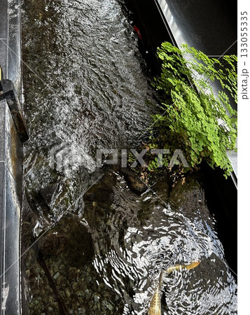 目黒雅叙園の中庭 133055335