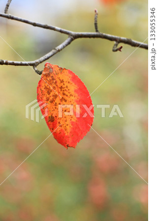 桜の紅葉　一葉 133055346