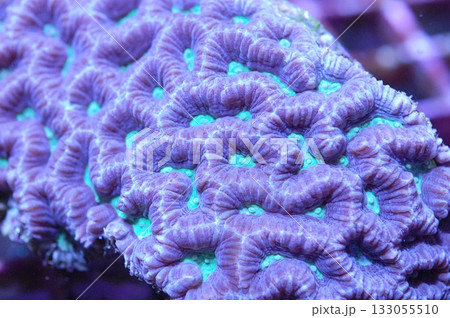 Neon Green and Purple Close Brian Coral - Favites spp 133055510
